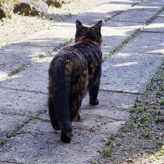 最近の地震と猫のミミ