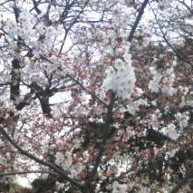 砧公園で花見