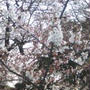 砧公園で花見