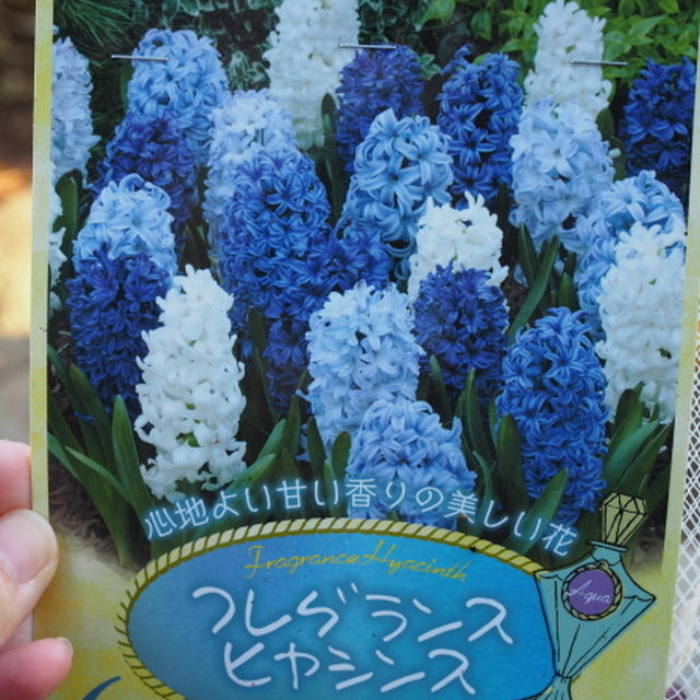 今年の球根事情…　ヒヤシンス編♪