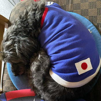 ラッキーが体調悪くて