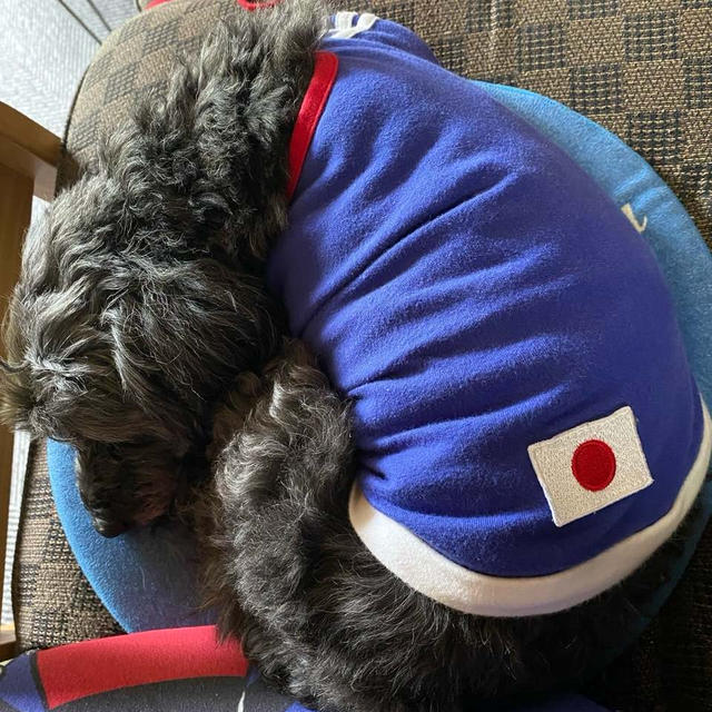 ラッキーが体調悪くて