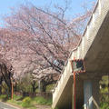 お花見ワイン会 in 武蔵野中央公園、今年はBBQ !