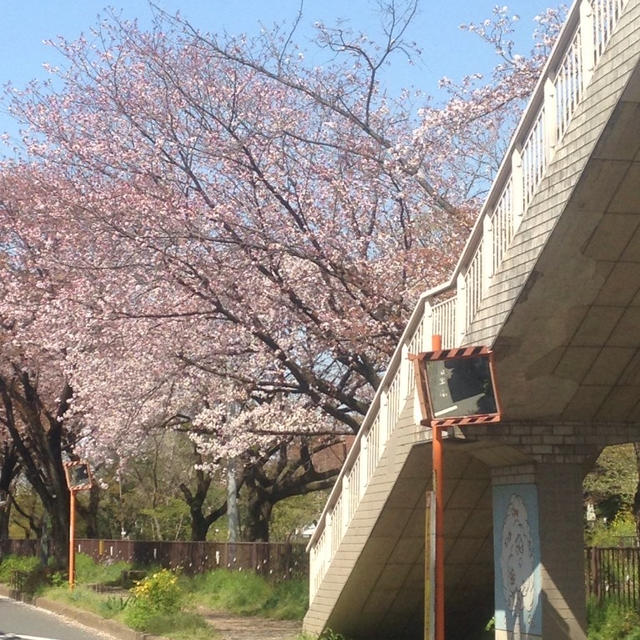 お花見ワイン会 in 武蔵野中央公園、今年はBBQ !