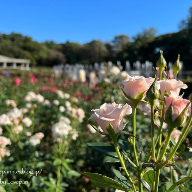 秋薔薇咲く季節