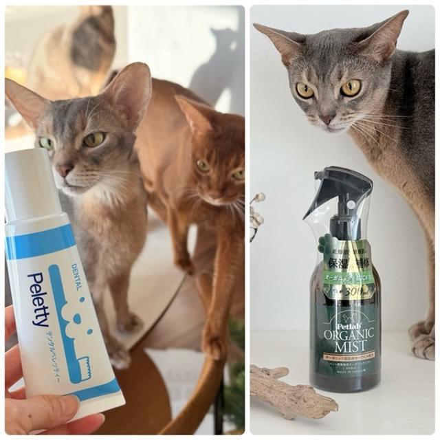 【PR】猫たちのお手入れグッズ　オーガニック×CICA化粧水&歯磨きジェル