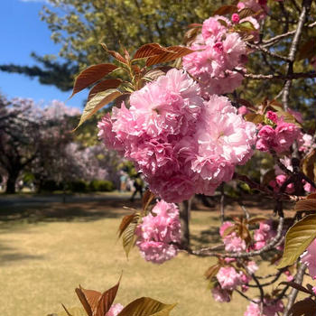 新宿御苑の桜5  関山など満開！