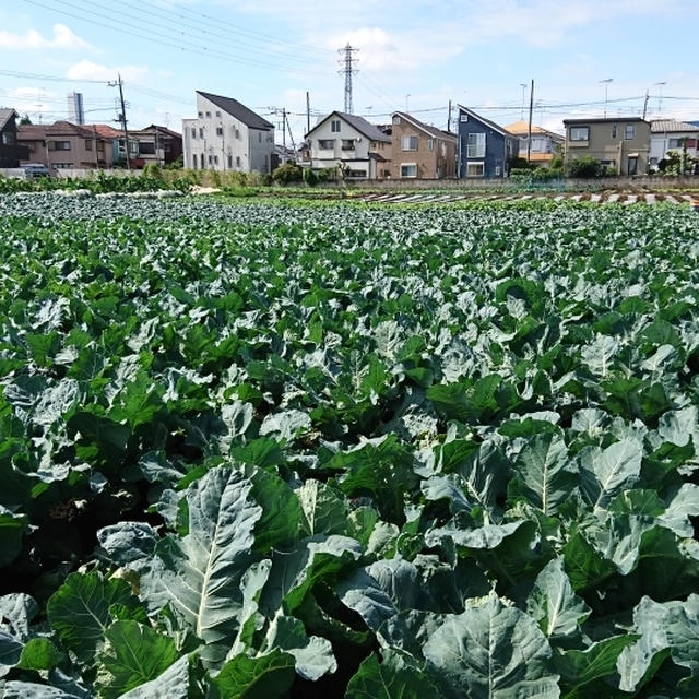 小坂農園の野菜で夕ごはん