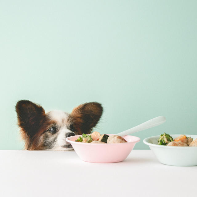 ちょっと特別な日にも♡肉団子と野菜あんかけの犬ごはん