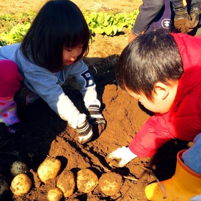 野菜掘り体験！