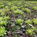 フキ味噌 Butterbur Shoot Miso