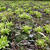 フキ味噌 Butterbur Shoot Miso