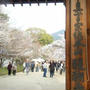 世界遺産～桜の醍醐寺～