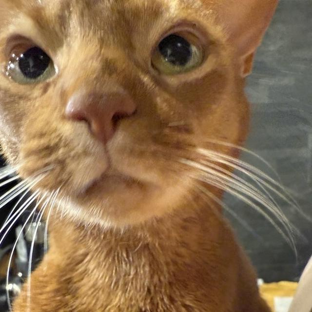 抱っこされたがりちゃん