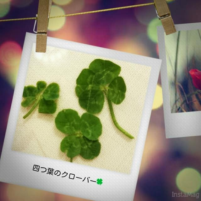 四つ葉のクローバー❤卵かけご飯
