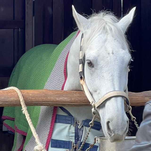 京都ぶらり　上賀茂神社の白馬と京都で買った福袋と面白い名前の日本酒　馬と亀に縁があるのかな。