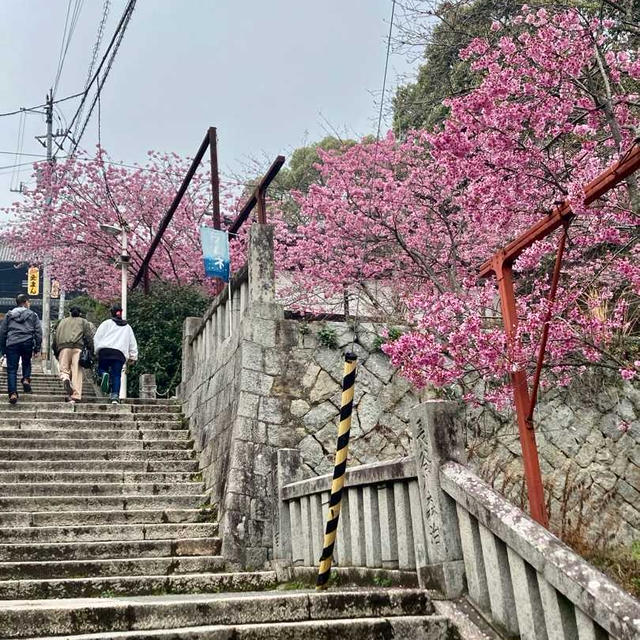 春ですよー