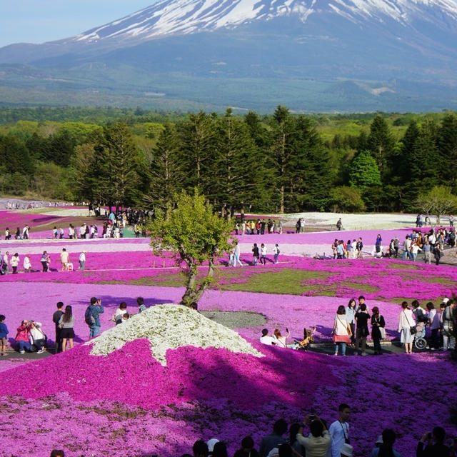 息を飲む美しさ。富士芝桜祭り
