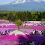 息を飲む美しさ。富士芝桜祭り