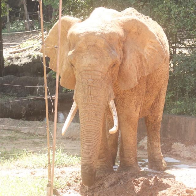 iPhoneにしたからミラーレスやめたのに…？動物園