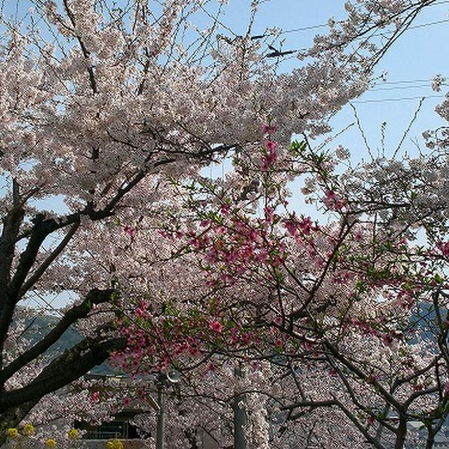今年も桜がきれいです・・