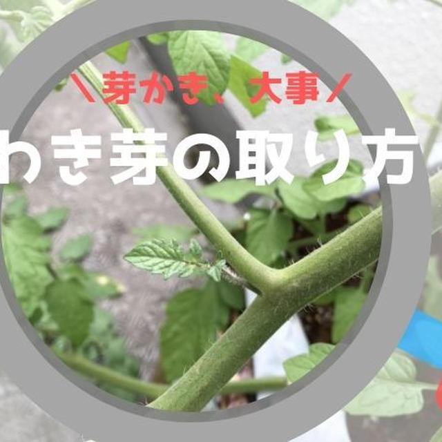 ミニトマトの育て方 わき芽を取り除く理由 芽かきを忘れてしまったら失敗するかもと思ったほうがいいよという話 By Rumi Kamaishiさん レシピブログ 料理ブログのレシピ満載