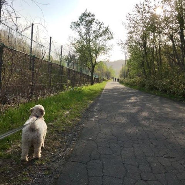 愛犬と夕方のお散歩4000歩！！！