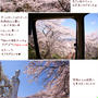 ■ひと目で千本の桜■