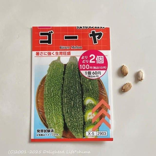 ゴーヤの種蒔きとカーネーション