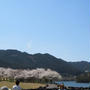 公園でお花見