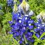 テキサス州花　満開！ブルーボネット