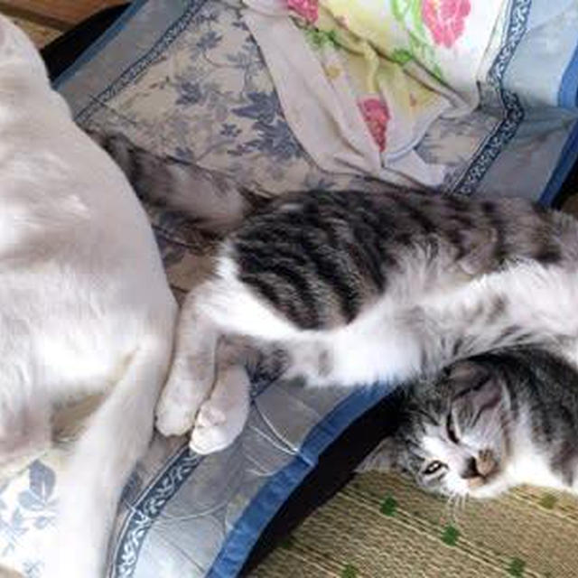 奇妙なニャン体動物