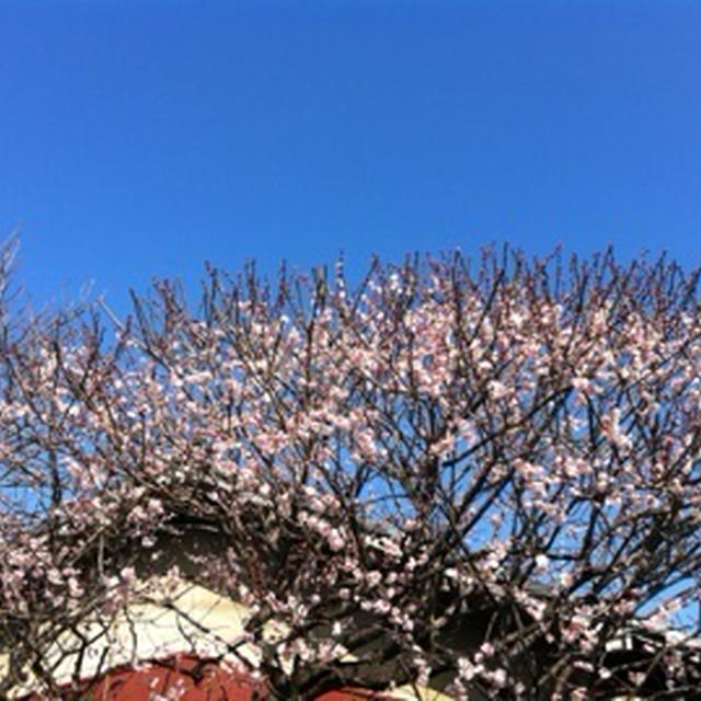 梅と空
