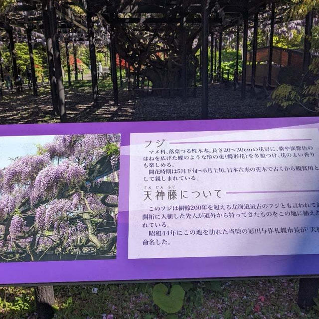 藤の花☆晩ごはんカツカレー