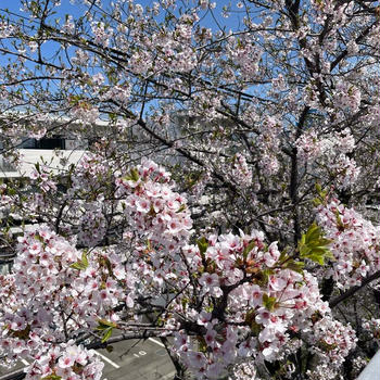 【北海道の桜】白石こころーどとメロンフラペチーノ