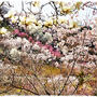 ■そうだ、お花見に行こう～♪今度は花見山 (o･∀･)■其之二
