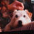 わんこがいっぱい！『ＨＯＴＥＬ　ｆｏｒ　ＤＯＧＳ』