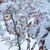 雪