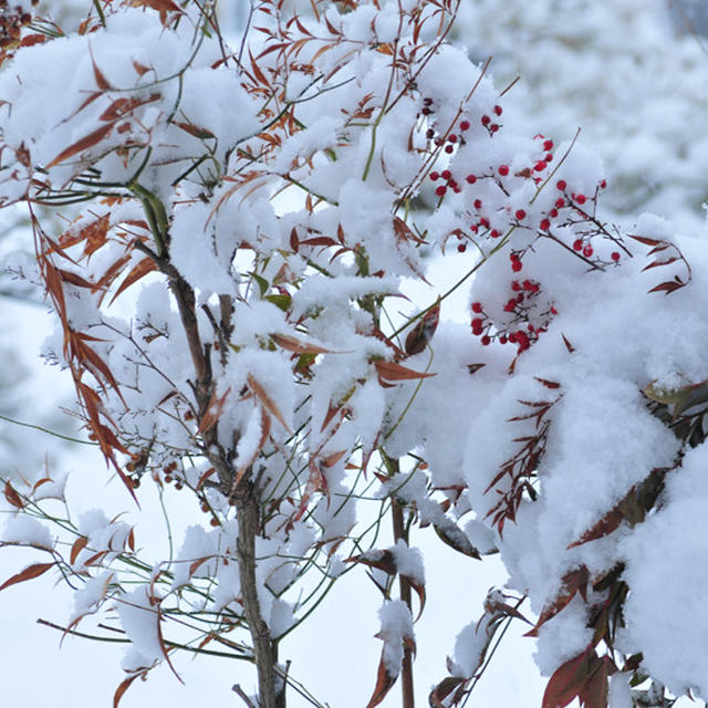 雪