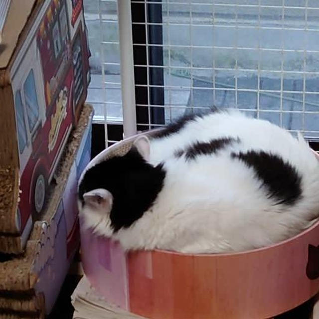 猫は暖かいほうが好き