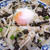 温玉をからめて♪　新玉ねぎのかつのりサラダ