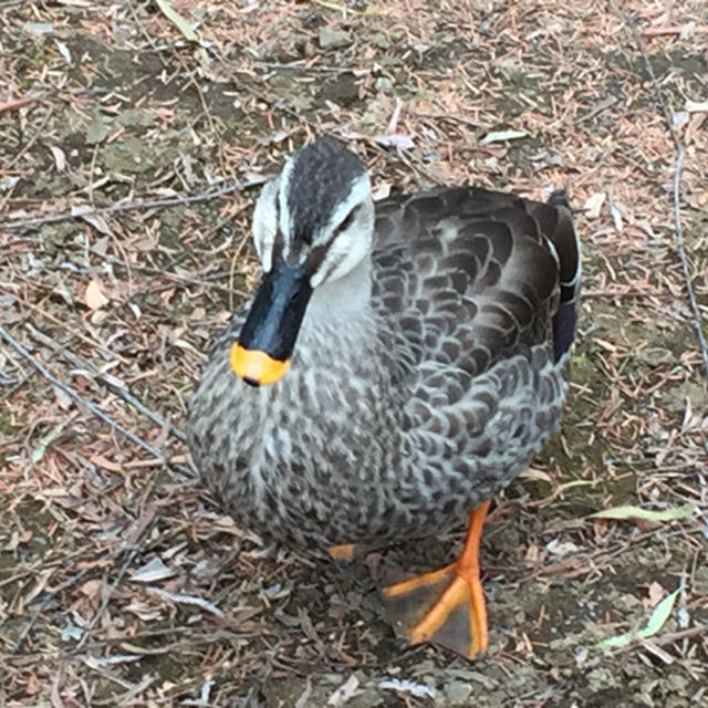 冬のお散歩　「溜池公園」