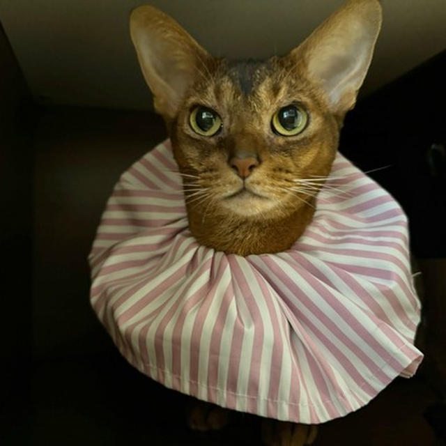 トースター掃除の隙の猫劇場