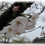 福岡の春。如月の桜（はな）