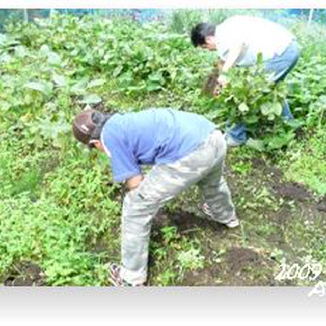 無農薬野菜・・・収穫?@