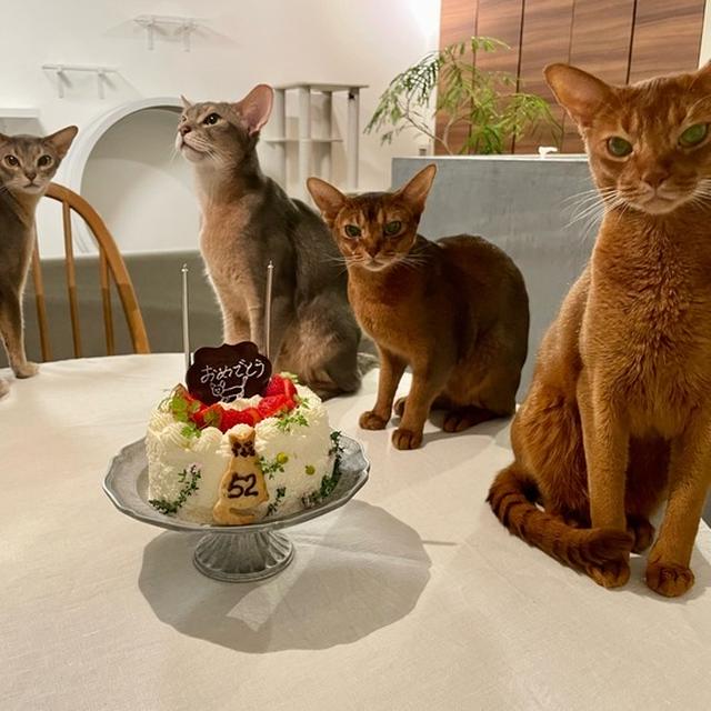 お誕生日ケーキ、4ニャンズに囲まれる(*´ω`*)