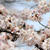 桜と戯れる