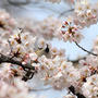 桜と戯れる