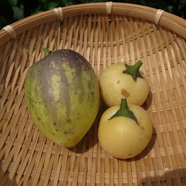 ペピーノ栽培☆挿し木で増やすコツと人工授粉の方法 