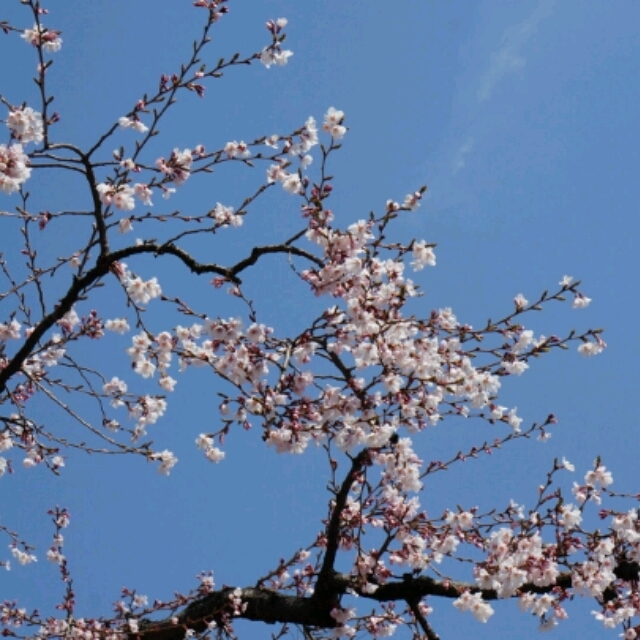 春の風物詩☆桜と筍と～